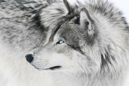 silver-wolf-1